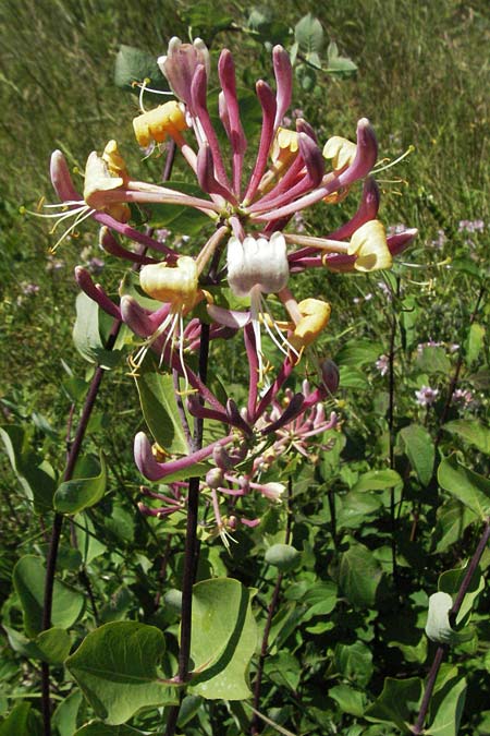 Lonicera caprifolium \ Garten-Geiblatt, Echtes Geiblatt / Italian Honeysuckle, F Rochefort-en-Valdaine 10.6.2006