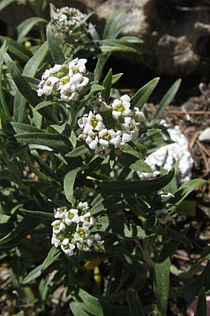 Lobularia maritima \ Strandkresse, Weies Steinkraut / Sweet Alison, F Avignon 7.8.2006