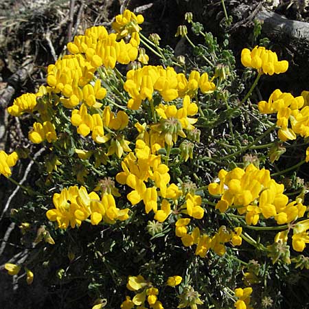 Coronilla minima \ Kleine Kronwicke / Small Scorpion Vetch, F Castellane 12.5.2007