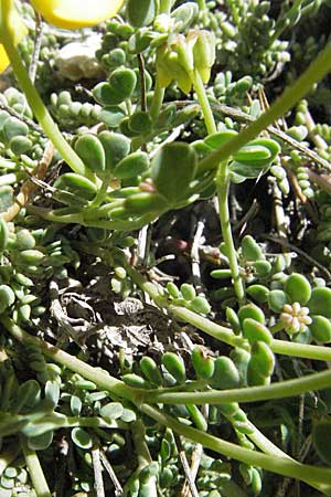 Coronilla minima \ Kleine Kronwicke / Small Scorpion Vetch, F Castellane 12.5.2007