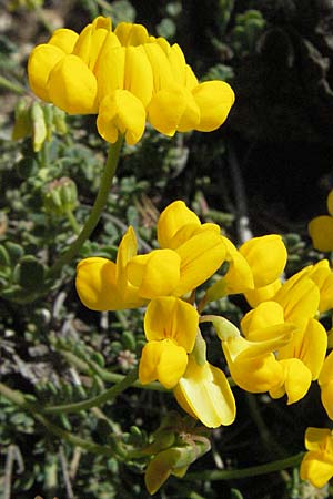 Coronilla minima \ Kleine Kronwicke / Small Scorpion Vetch, F Castellane 12.5.2007