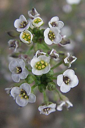 Lobularia maritima \ Strandkresse, Weies Steinkraut / Sweet Alison, F Camargue 13.5.2007