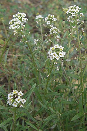 Lobularia maritima \ Strandkresse, Weies Steinkraut / Sweet Alison, F Camargue 13.5.2007