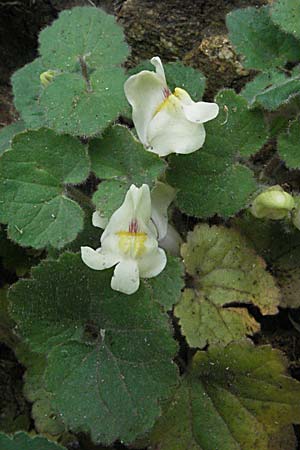 Asarina procumbens \ Nierenblttriges Lwenmaul / Trailing Snapdragon, F Pyrenäen/Pyrenees, Olette 14.5.2007