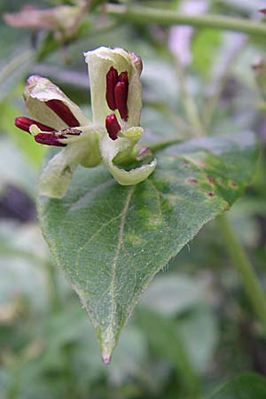 Lonicera alpigena \ Alpen-Heckenkirsche / Alpine Honeysuckle, F Pyrenäen/Pyrenees, Eyne 25.6.2008