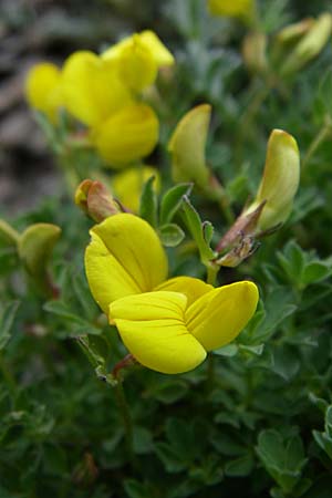 Lotus alpinus \ Alpen-Hornklee / Alpine Bird's-Foot Trefoil, F Pyrenäen/Pyrenees, Eyne 25.6.2008