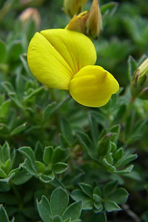 Lotus alpinus \ Alpen-Hornklee / Alpine Bird's-Foot Trefoil, F Pyrenäen/Pyrenees, Eyne 25.6.2008