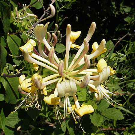 Lonicera etrusca \ Etruskisches Geiblatt / Etruscan Honeysuckle, F Causse du Larzac 3.6.2009