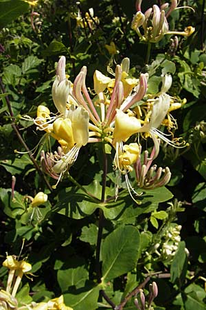 Lonicera etrusca \ Etruskisches Geiblatt / Etruscan Honeysuckle, F Causse du Larzac 3.6.2009