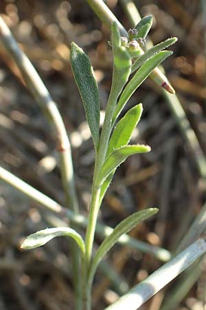 Lobularia maritima \ Strandkresse, Weies Steinkraut / Sweet Alison, F Canet-en-Roussillon 11.8.2018