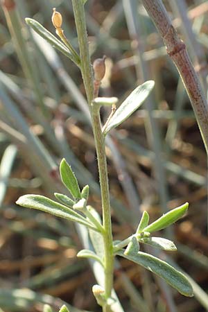 Lobularia maritima \ Strandkresse, Weies Steinkraut / Sweet Alison, F Canet-en-Roussillon 11.8.2018