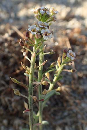 Lobularia maritima \ Strandkresse, Weies Steinkraut / Sweet Alison, F Canet-en-Roussillon 11.8.2018