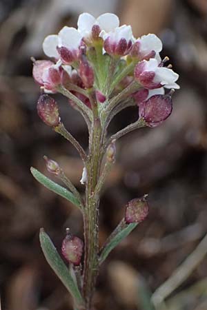 Lobularia maritima \ Strandkresse, Weies Steinkraut / Sweet Alison, F Martigues 17.3.2024