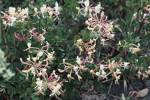 Lonicera etrusca \ Etruskisches Geiblatt / Etruscan Honeysuckle, F Causse du Larzac 11.6.1982
