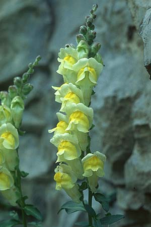 Antirrhinum latifolium \ Breitblttriges Lwenmaul / Yellow Snapdragon, F St. Michel-les-Portes 25.5.2005