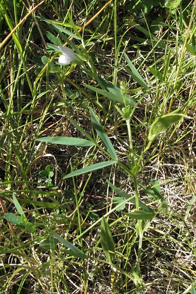 Lathyrus pannonicus \ Ungarische Platterbse / Hungarian Pea, F Causse du Larzac 7.6.2006