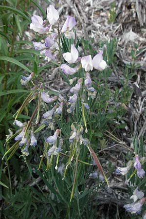 Lathyrus pannonicus \ Ungarische Platterbse / Hungarian Pea, F Serres 10.6.2006
