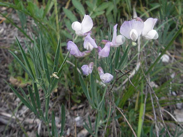 Lathyrus pannonicus \ Ungarische Platterbse / Hungarian Pea, F Serres 10.6.2006