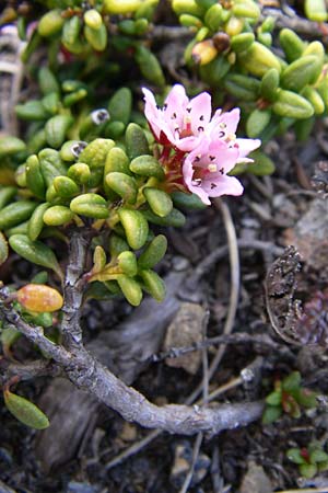 Kalmia procumbens \ Alpen-Azalee, Gmsheide / Trailing Azalea, Mountain Mountain Laurel, F Pyrenäen/Pyrenees, Port d'Envalira 26.6.2008