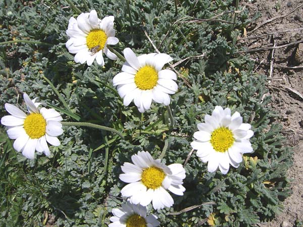 Leucanthemopsis alpina var. pseudotomentosa \ Filzige Alpen-Margerite, F Col de Lautaret Botan. Gar. 28.6.2008