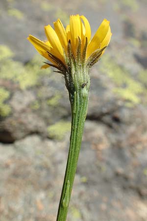 Scorzoneroides pyrenaica \ Pyrenen-Schuppenlwenzahn, F Pyrenäen, Mont Louis 3.8.2018