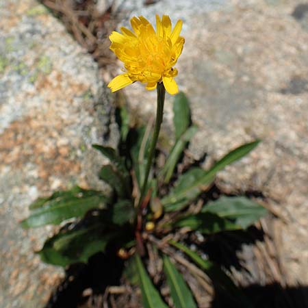 Scorzoneroides pyrenaica \ Pyrenen-Schuppenlwenzahn, F Pyrenäen, Mont Louis 3.8.2018