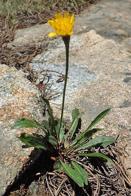 Scorzoneroides pyrenaica \ Pyrenen-Schuppenlwenzahn, F Pyrenäen, Mont Louis 3.8.2018