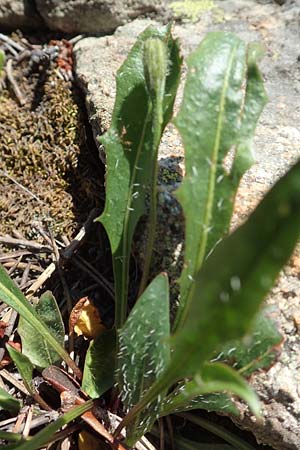 Scorzoneroides pyrenaica \ Pyrenen-Schuppenlwenzahn, F Pyrenäen, Mont Louis 3.8.2018