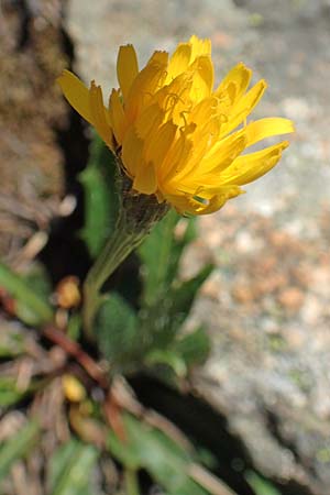Scorzoneroides pyrenaica \ Pyrenen-Schuppenlwenzahn, F Pyrenäen, Mont Louis 3.8.2018