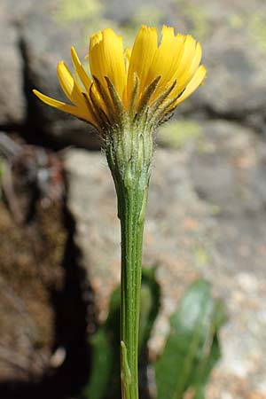 Scorzoneroides pyrenaica \ Pyrenen-Schuppenlwenzahn, F Pyrenäen, Mont Louis 3.8.2018