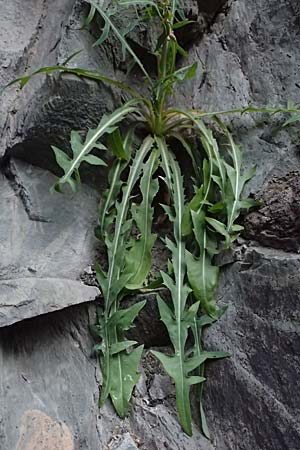 Lactuca perennis \ Blauer Lattich / Blue Lettuce, F Tende 18.5.2026