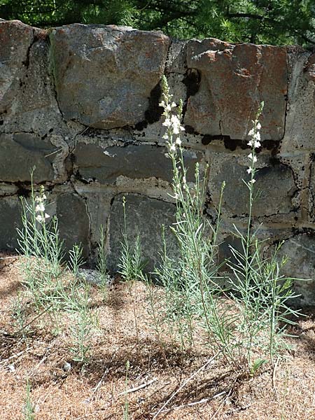 Linaria repens \ Gestreiftes Leinkraut / Pale Toadflax, F Col de la Cayolle 9.7.2016