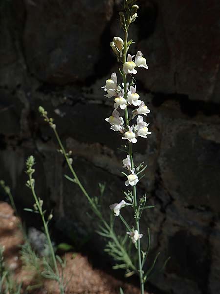 Linaria repens \ Gestreiftes Leinkraut / Pale Toadflax, F Col de la Cayolle 9.7.2016
