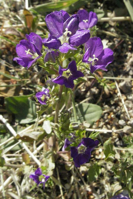 Legousia speculum-veneris \ Gewhnlicher Frauenspiegel, Venusspiegel / Large Venus' Looking-Glass, F Causse du Larzac 7.6.2006