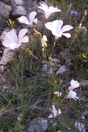 Linum tenuifolium \ Schmalblttriger Lein / Narrow-Leaved Flax, F Grand Canyon du Verdon 23.6.2008