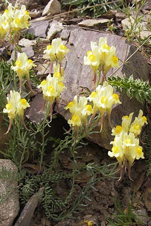 Linaria supina \ Niedriges Leinkraut / Prostrate Toadflax, F Col de la Bonette 8.7.2016