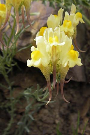 Linaria supina \ Niedriges Leinkraut / Prostrate Toadflax, F Col de la Bonette 8.7.2016
