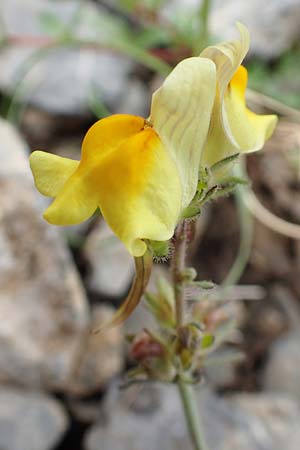 Linaria supina \ Niedriges Leinkraut / Prostrate Toadflax, F Col de la Bonette 8.7.2016