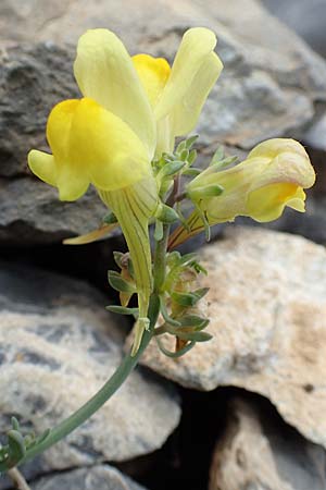 Linaria supina \ Niedriges Leinkraut / Prostrate Toadflax, F Col de la Bonette 8.7.2016