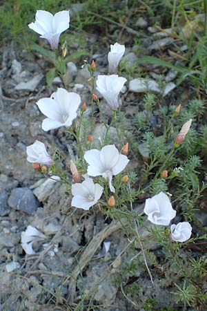 Linum suffruticosum \ Strauchiger Lein / White Flax, F Col de la Cayolle 9.7.2016