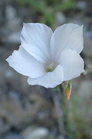 Linum suffruticosum \ Strauchiger Lein / White Flax, F Col de la Cayolle 9.7.2016