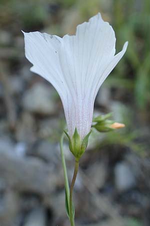 Linum suffruticosum \ Strauchiger Lein / White Flax, F Col de la Cayolle 9.7.2016