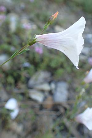Linum suffruticosum \ Strauchiger Lein / White Flax, F Col de la Cayolle 9.7.2016