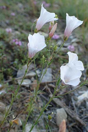 Linum suffruticosum \ Strauchiger Lein / White Flax, F Col de la Cayolle 9.7.2016