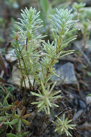 Linum suffruticosum \ Strauchiger Lein / White Flax, F Col de la Cayolle 9.7.2016