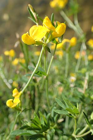 Lotus tenuis \ Schmalblttriger Hornklee, Salz-Hornklee / Narrow-Leaf Bird's-Foot Trefoil, F Pyrenäen/Pyrenees, Prades 22.7.2018