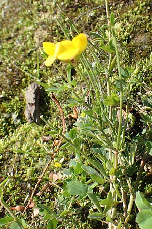 Lotus tenuis \ Schmalblttriger Hornklee, Salz-Hornklee / Narrow-Leaf Bird's-Foot Trefoil, F Pyrenäen/Pyrenees, Prades 22.7.2018