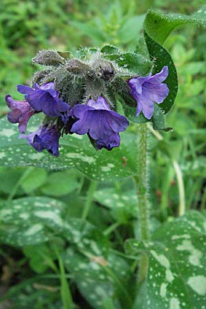 Pulmonaria affinis \ &Auml;hnliches Lungenkraut / Lungwort, F Corbi&egrave;res,  Talairan 13.5.2007