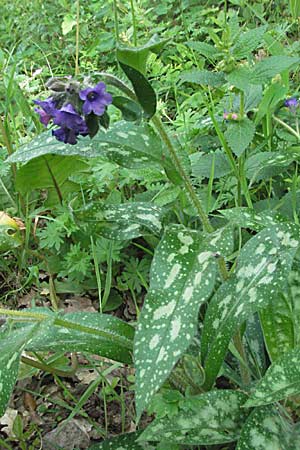 Pulmonaria affinis \ &Auml;hnliches Lungenkraut / Lungwort, F Corbi&egrave;res,  Talairan 13.5.2007