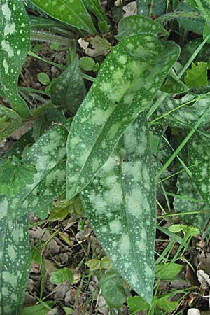 Pulmonaria affinis \ &Auml;hnliches Lungenkraut / Lungwort, F Corbi&egrave;res,  Talairan 13.5.2007